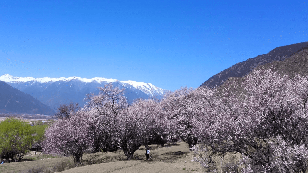 杨嘎村新项目，乡村振兴的新动力