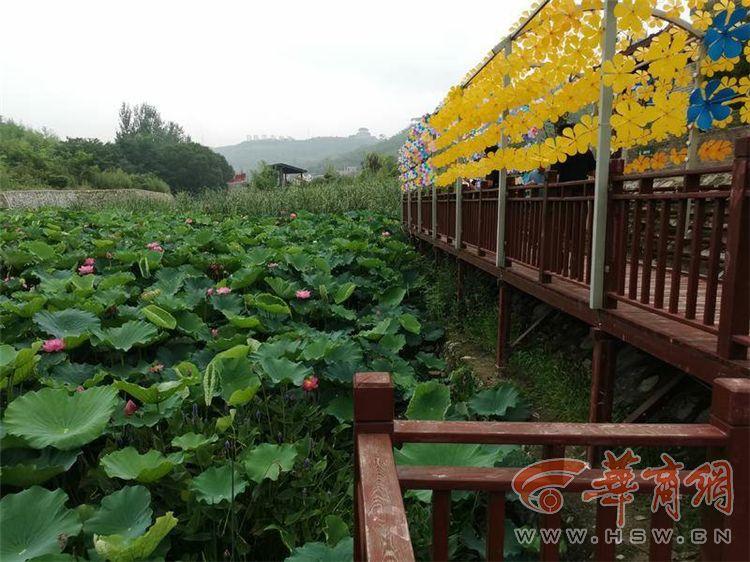 秦岭村村委会最新动态报道